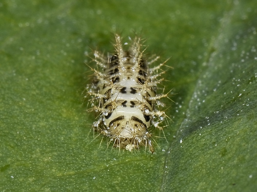 Cassida nebulosa (Chrysomelidae)